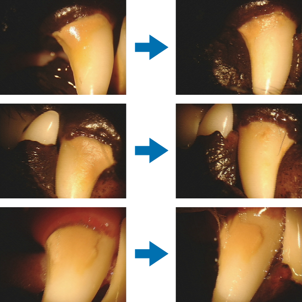 K-ブラッシュ 口腔内使用経過観測（犬）