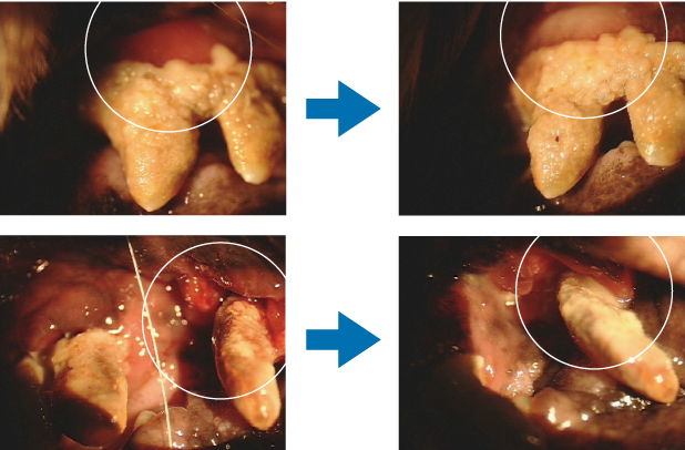 K-ブラッシュ 口腔内使用経過観測（犬）