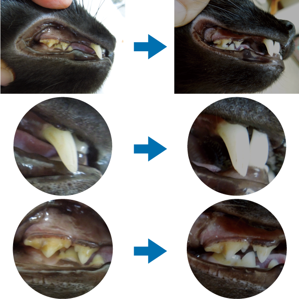 K-ブラッシュ 口腔内使用経過観測（猫）