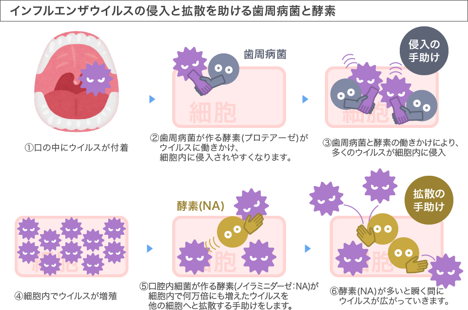 インフルエンザウイルスの侵入と拡散を助ける歯周病菌と歯垢細胞